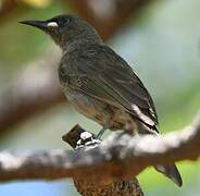 White-gaped Honeyeater