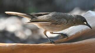 White-gaped Honeyeater