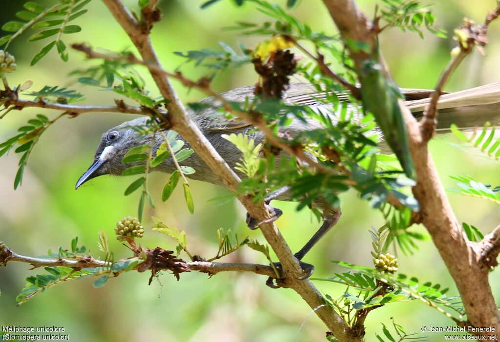 White-gaped Honeyeater