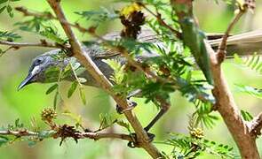 White-gaped Honeyeater