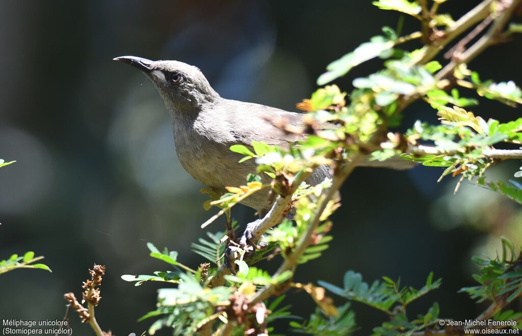 White-gaped Honeyeater