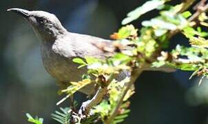 White-gaped Honeyeater