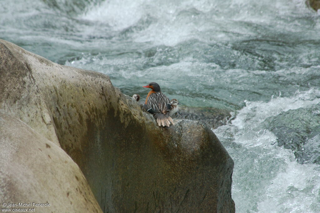 Torrent Duck female