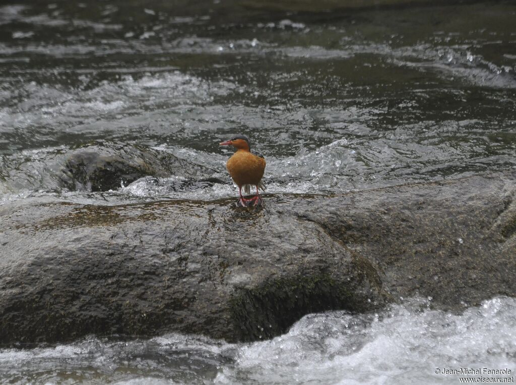 Torrent Duck female