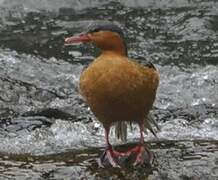 Torrent Duck