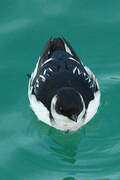 Little Auk