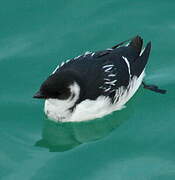 Little Auk