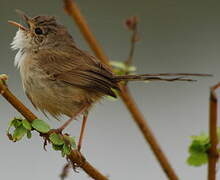 Red-backed Fairywren