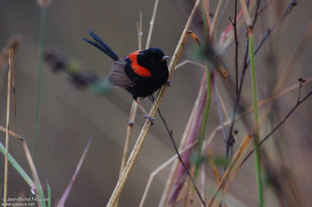 Red-backed Fairywren male