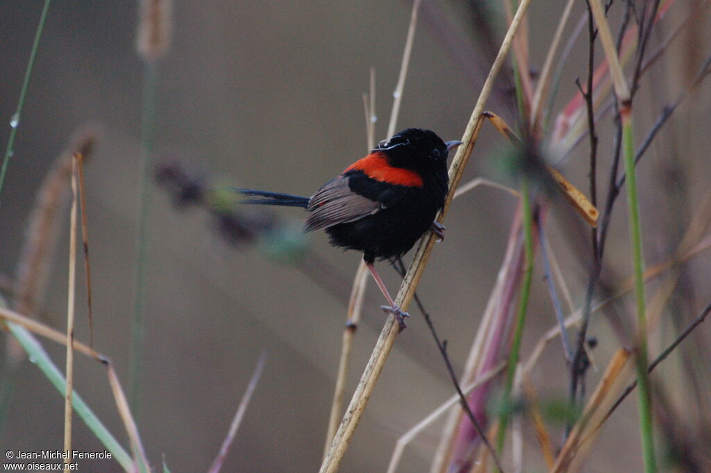 Red-backed Fairywren male adult