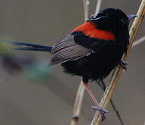 Red-backed Fairywren