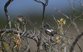 White-winged Fairywren