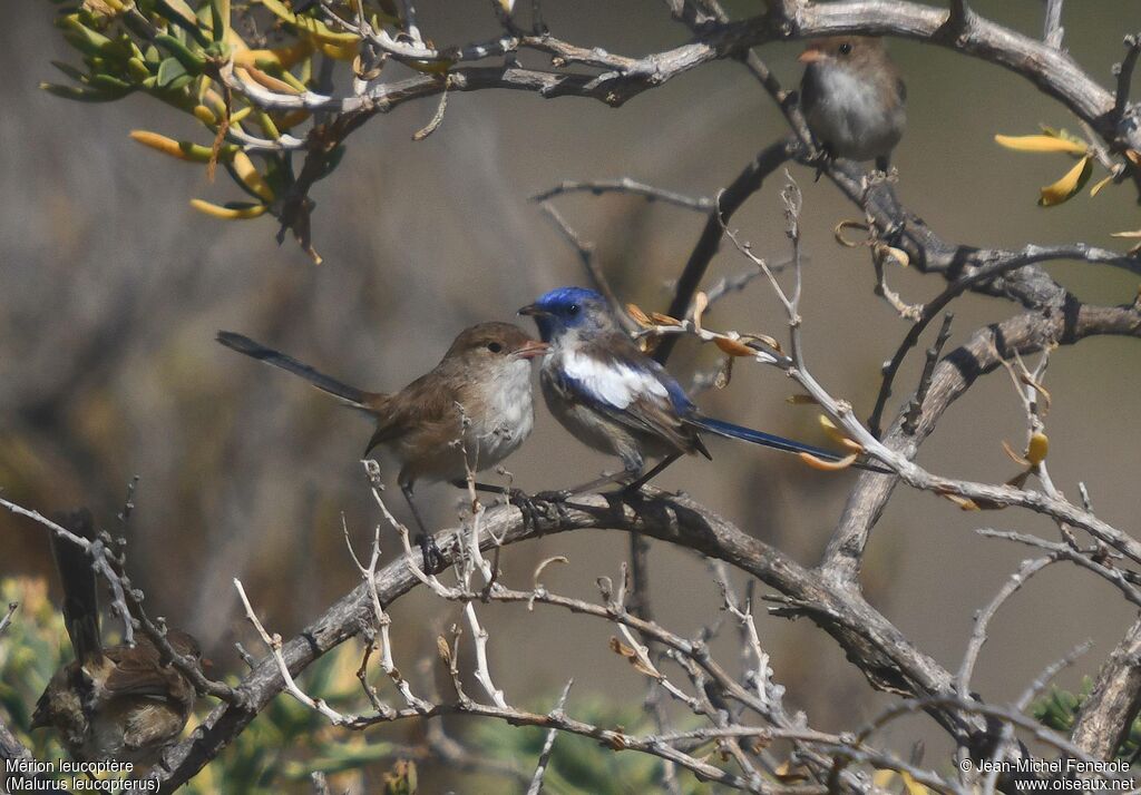 White-winged Fairywrenadult