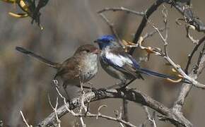 White-winged Fairywren