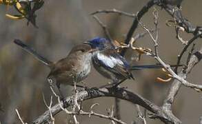 White-winged Fairywren