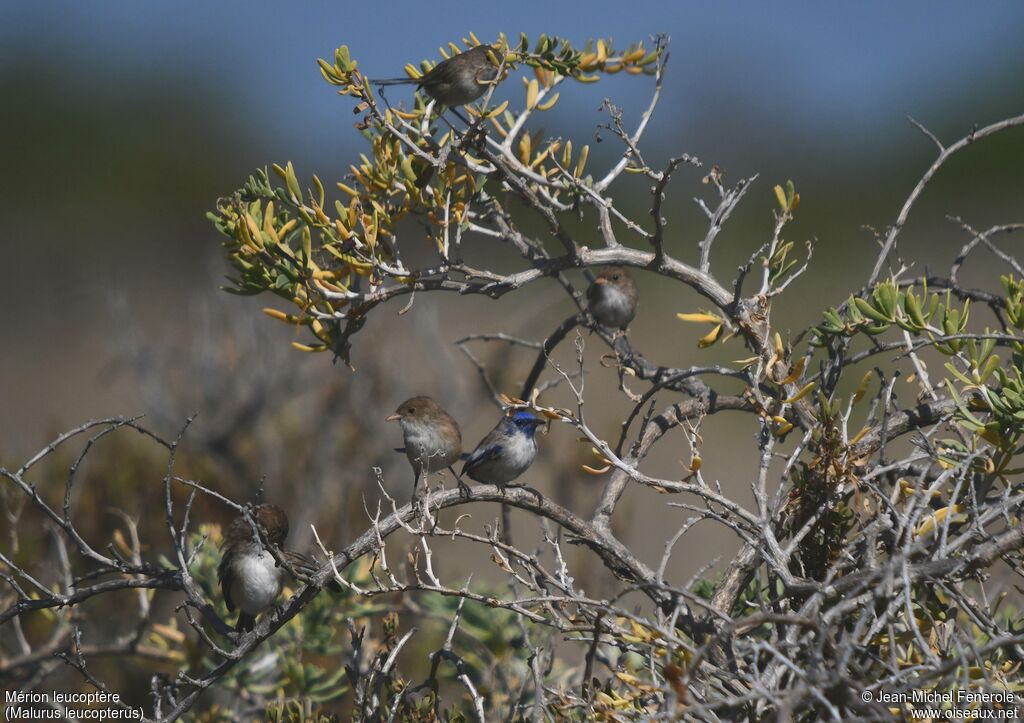 White-winged Fairywren