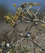 White-winged Fairywren