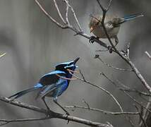 Splendid Fairywren