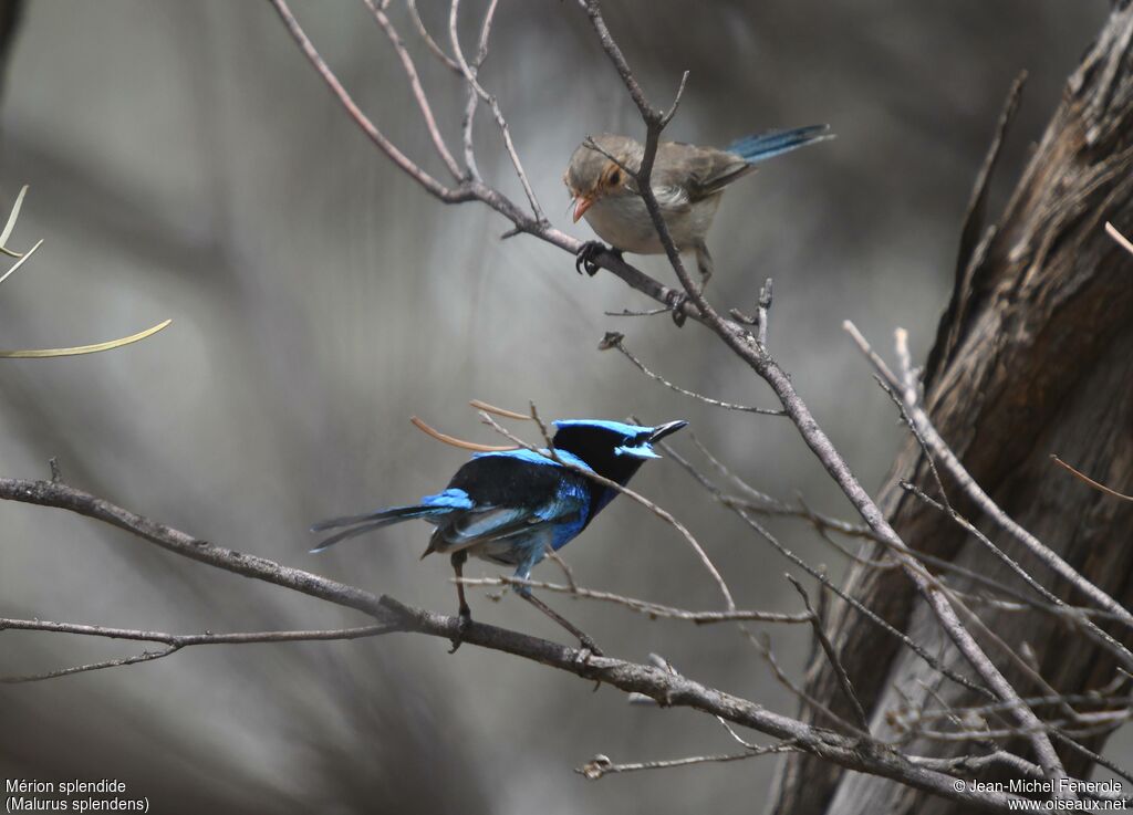 Splendid Fairywrenadult, courting display