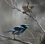 Splendid Fairywren