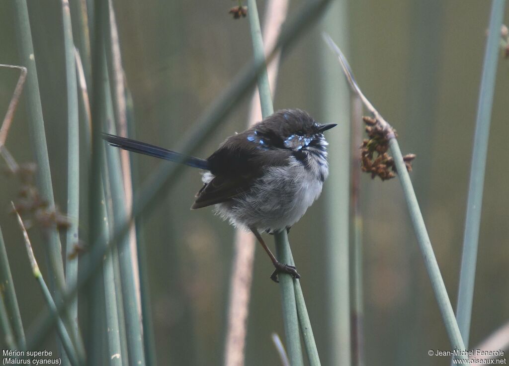 Superb Fairywren male