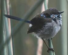 Superb Fairywren