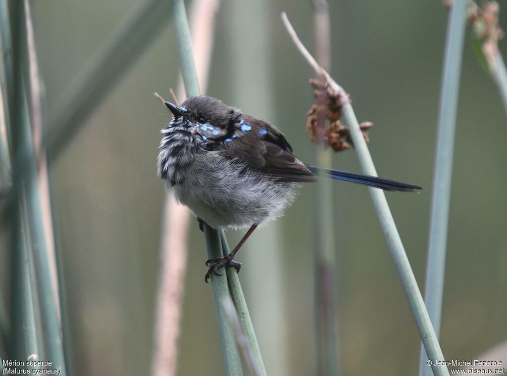 Superb Fairywren