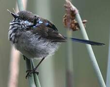 Superb Fairywren