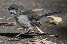 Superb Fairywren