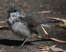 Superb Fairywren