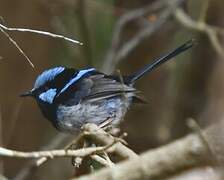 Superb Fairywren