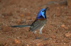 Purple-backed Fairywren