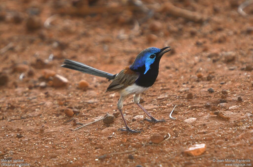 Purple-backed Fairywren male adult