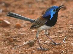 Purple-backed Fairywren