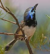 Purple-backed Fairywren