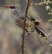 Purple-backed Fairywren