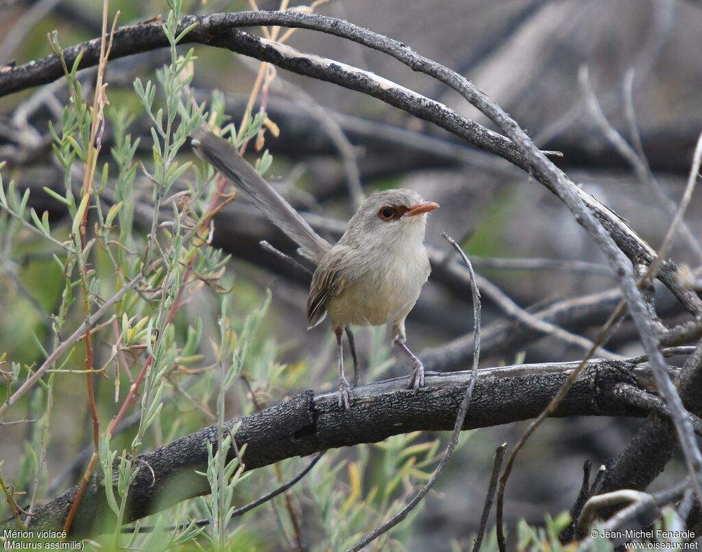 Purple-backed Fairywren