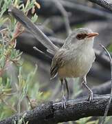 Purple-backed Fairywren