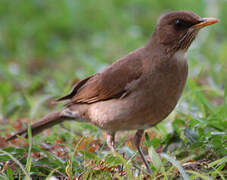 White-necked Thrush