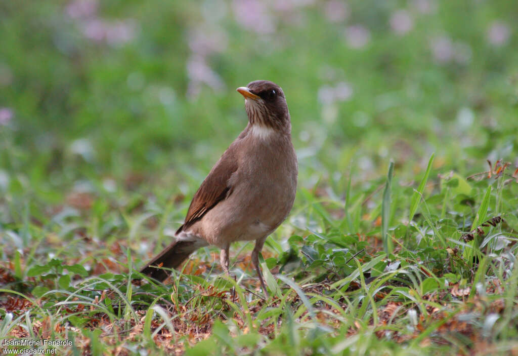 White-necked Thrushadult, identification, pigmentation, fishing/hunting, Behaviour