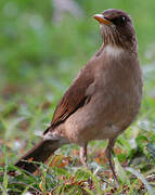 White-necked Thrush