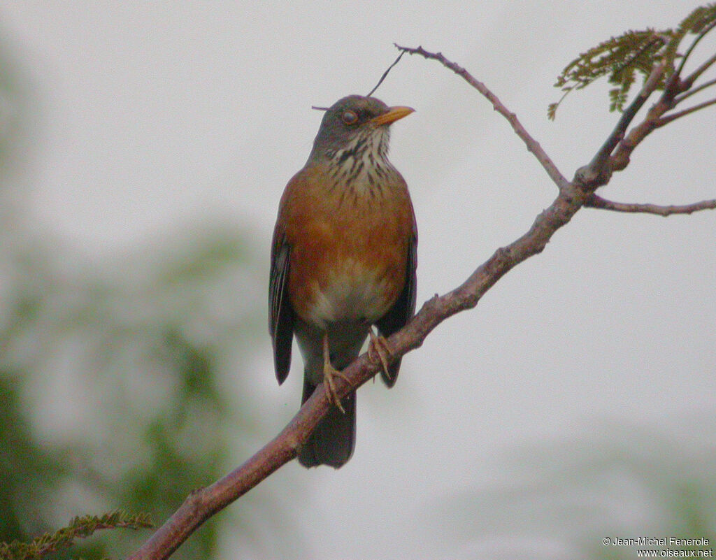 Rufous-backed Thrush