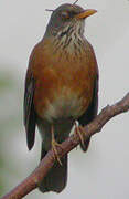 Rufous-backed Thrush