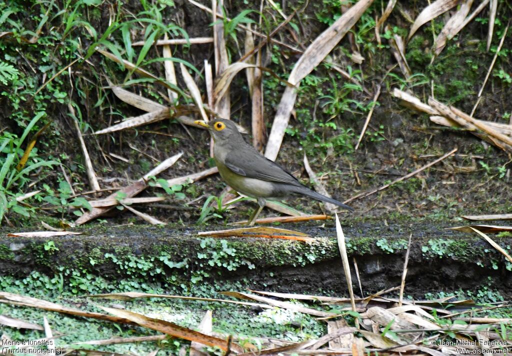 Spectacled Thrush