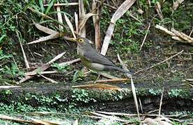 Spectacled Thrush