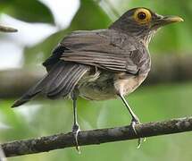 Spectacled Thrush