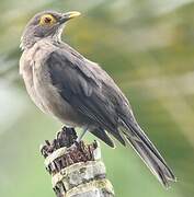 Spectacled Thrush