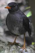 White-chinned Thrush