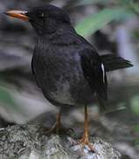 White-chinned Thrush