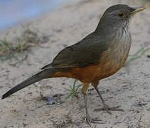 Rufous-bellied Thrush